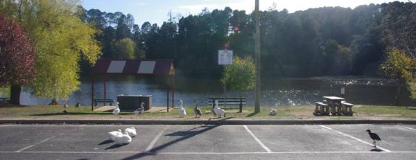 lake daylesford ducks at picnic area