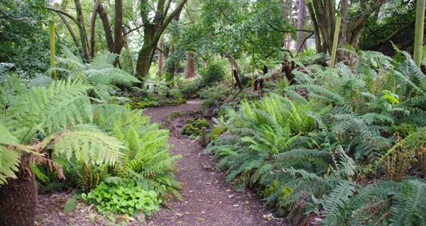 Daylesford Wombat Hill botanical gardens fernery